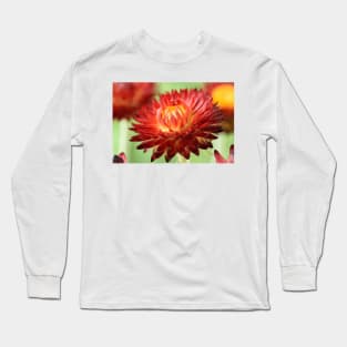 Helichrysum bracteatum 'Nevada Red' Everlasting flower Long Sleeve T-Shirt